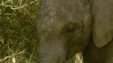 African elephant mammal CU big eyes chewing eating tusk raised day