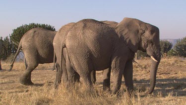 African elephant elephants mammal herd group family strolling swaying moving relaxed slow day