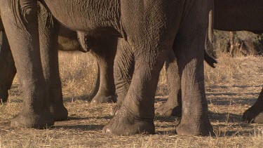 African elephant elephants mammal herd group family CU feet moving shuffling day