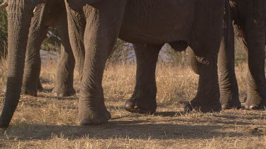 African elephant elephants mammal herd group family CU feet trunk moving shuffling day