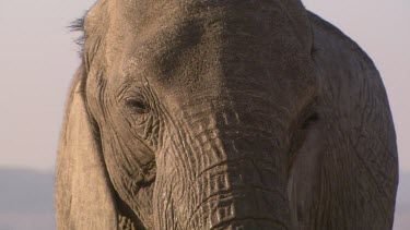 African elephant mammal mature old wrinkled wise slow still standing day
