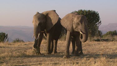 African elephant elephants mammal herd family group baby infant child calf moving standing still relaxing day