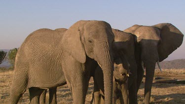 African elephant elephants mammal mother child infant baby calf family protective touching tusks entwining love day