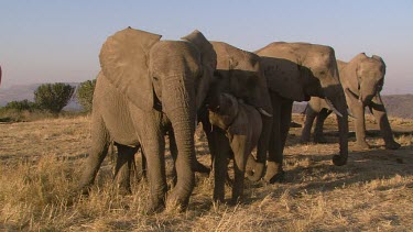 African elephant elephants mammal herd group family child infant baby calf family protective touching tusks entwining love day