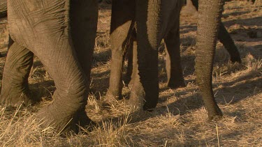 African elephant elephants mammal herd group family mother child infant baby calf family protective touching tusks entwining love day
