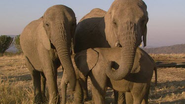 African elephant elephants mammal mother child infant baby calf family protective touching tusks entwining love day