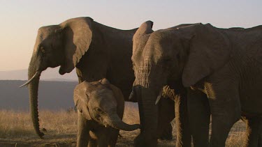 African elephant elephants mammal group herd family calf baby infant protection moving relaxing day