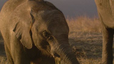 African elephant elephants mammal group herd family calf baby infant eating feeding chewing protection moving relaxing day