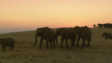 African elephant elephants mammal group herd family child infant baby calf  protection touching walking strolling slow relaxed beautiful sunset dawn