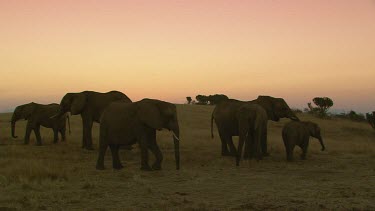 African elephant elephants mammal group herd family child infant baby calf  protection touching walking strolling slow relaxed beautiful sunset