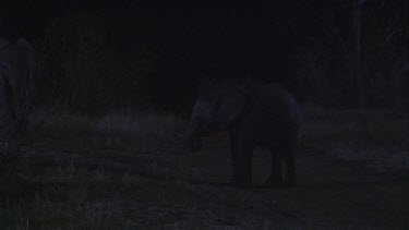 African elephant elephants mammal lone solitary eating feeding chewing pair duo couple sharing night