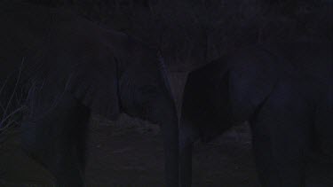African elephant elephants mammal baby infant calf mother family sharing feeding eating foraging night