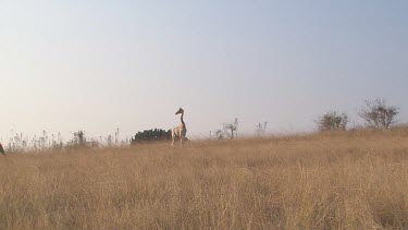 lone solitary giraffe tall lanky African elephant elephants mammal pair duo trio walking relaxing strolling day