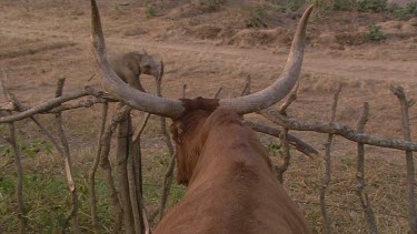 African elephant mammal grey baby infant calf walking slow movement kudu antelope mammal hoofed caged friends mates day