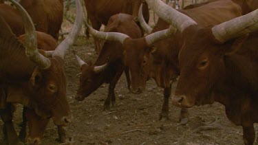 kudu antelope mammal group herd family standing crowding moving horns tusks day