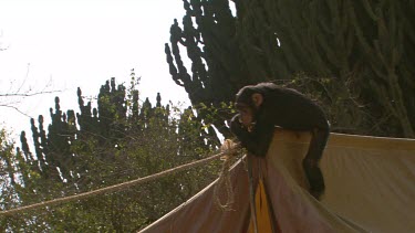 chimpanzee chimp primate lone solitary climbing playing cheeky on tent day