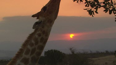giraffe tall lanky picking feeding eating chewing leaves tree beautiful sunset bright orange perfect dusk