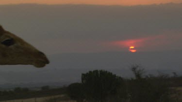 giraffe tall lanky mammal moving slowly leaving  beautiful sunset bright orange perfect dusk