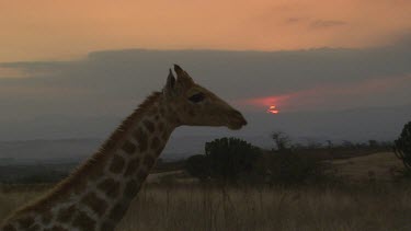 giraffe tall lanky mammal moving slowly leaving  beautiful sunset bright orange perfect dusk