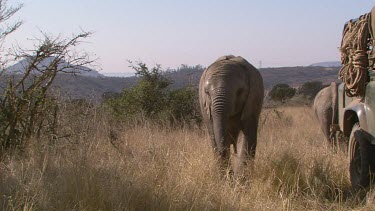 African elephant elephants mammal grey sitting resting tired pair two exhausted day