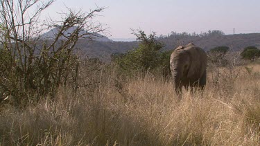 African elephant elephants mammal grey walking strolling trunk raised pair couple two four wheel drive vehicle rangers day