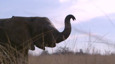 African elephant mammal grey trunk raised walking quick ears flapping movement day
