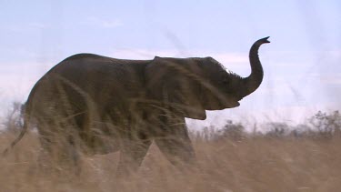 African elephant mammal grey trunk raised walking quick pacing scanning looking searching day