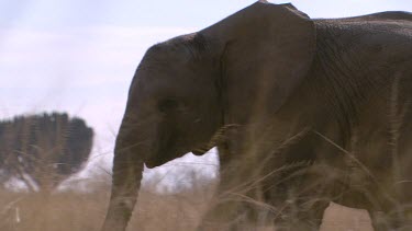 African elephant mammal grey trunk raised walking quick movement scanning looking searching day