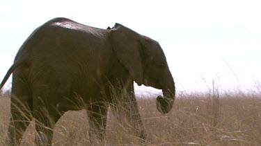 African elephant mammal grey trunk raised walking movement scanning looking searching day