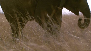 African elephant mammal grey trunk raised walking eating feeding chewing movement scanning looking searching day