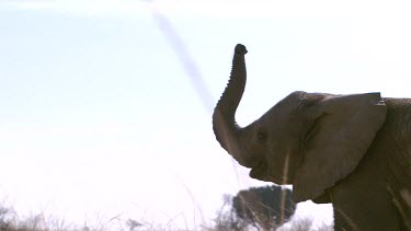 African elephant mammal grey trunk standing staring scanning looking searching day
