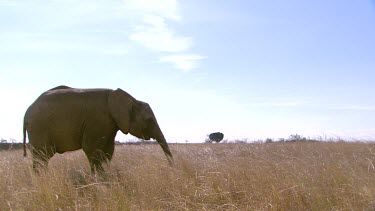 African elephant mammal grey alone solitary reaching picking eating feeding foraging chewing still standing day