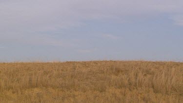 landscape vast distant rangers trainers humans African elephants mammal baby infants walking quickly movement in a line day