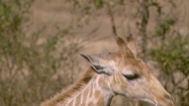 giraffe tall lanky mammal standing looking feeding from hand chewing ears up staring watching movement day