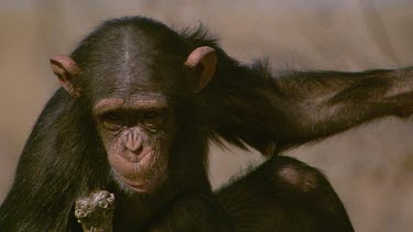 chimpanzee chimp primate staring scanning watching looking chewing eating sucking thumb sitting in tree stump waiting moving day