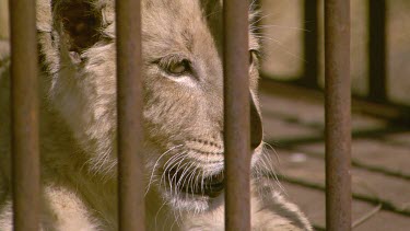 lion mammal baby cub infant caged sitting panting crying hissing staring day