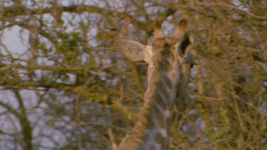 giraffe tall lanky mammal standing looking scanning sensing feeding chewing leaves leaf tree day