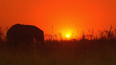 African elephant alone solitary slow relaxed feeding eating foraging  frightened shocked quickly running fleeing beautiful sunset