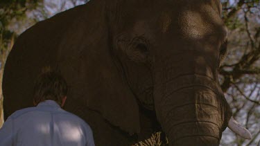 dark CU African elephant mammal grey big hoofed feet day