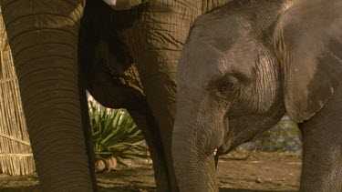 African elephant elephants mammal grey parent mum baby calf infant movement standing protecting feeding eating sharing day