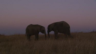 Elephant African feeding
