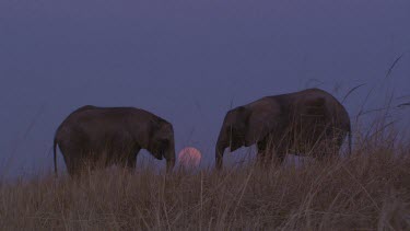 Elephant African feeding