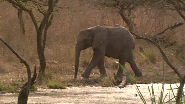 Elephant African