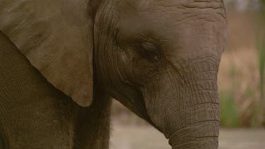 Elephant African