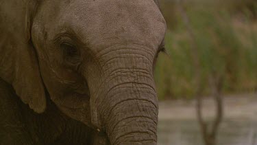 Elephant African