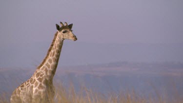 giraffe