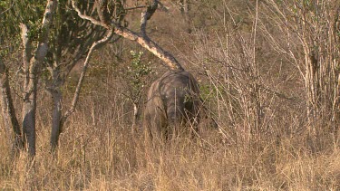 Elephant African