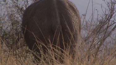 Elephant African