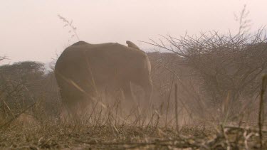 Elephant African