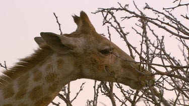 giraffe Elephant African